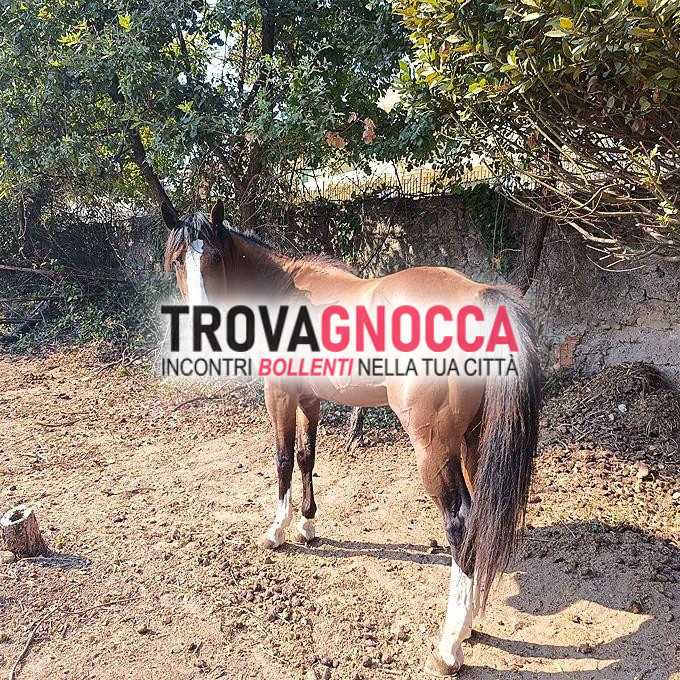 🔥 henrico – vero maschio 190m 🔥 
28 anni – potente robusto grande fondoschiena piedi enormi e minchia straordinaria… tutto xxl